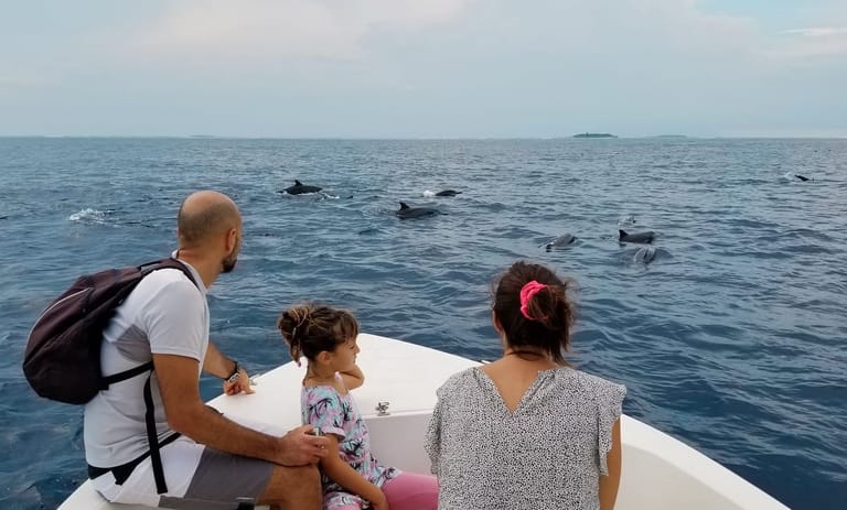 Dolphins off the coast of Ukulhas Island