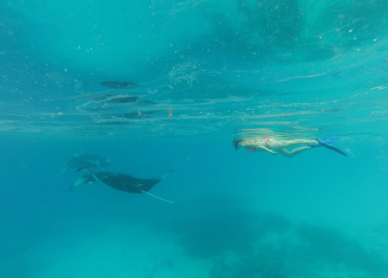 Manta ray gliding over the reef near Ukulhas island, Maldives: accessible directly from shore