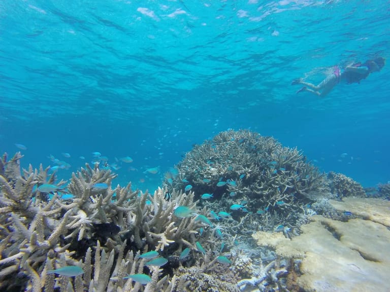 Snorkeling over a vibrant coral reef near Ukulhas