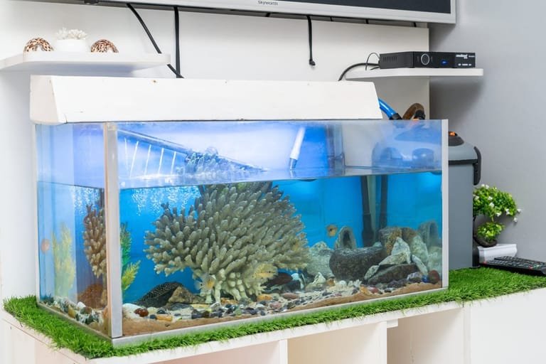 Close-up of the living-room aquarium at Maafolhey Han'dhaan.
